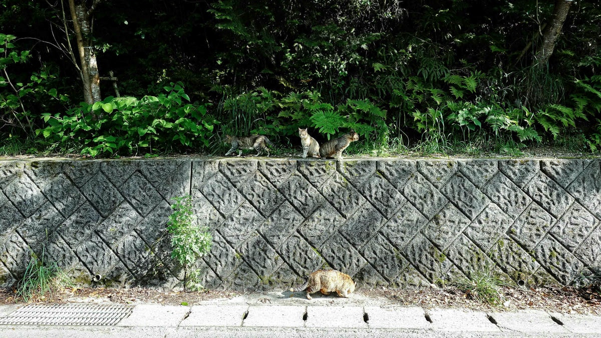 地中美術館|瀨戶內海藝術祭 —— 隱身直島山林裡的安藤忠雄建築 - 第24張圖 地中美術館Chichu Art Museum