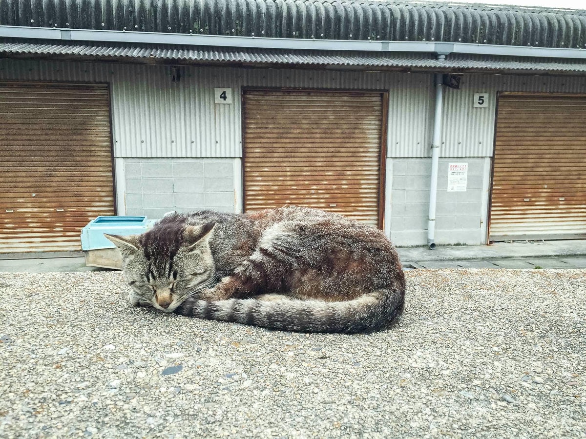 男木島-貓