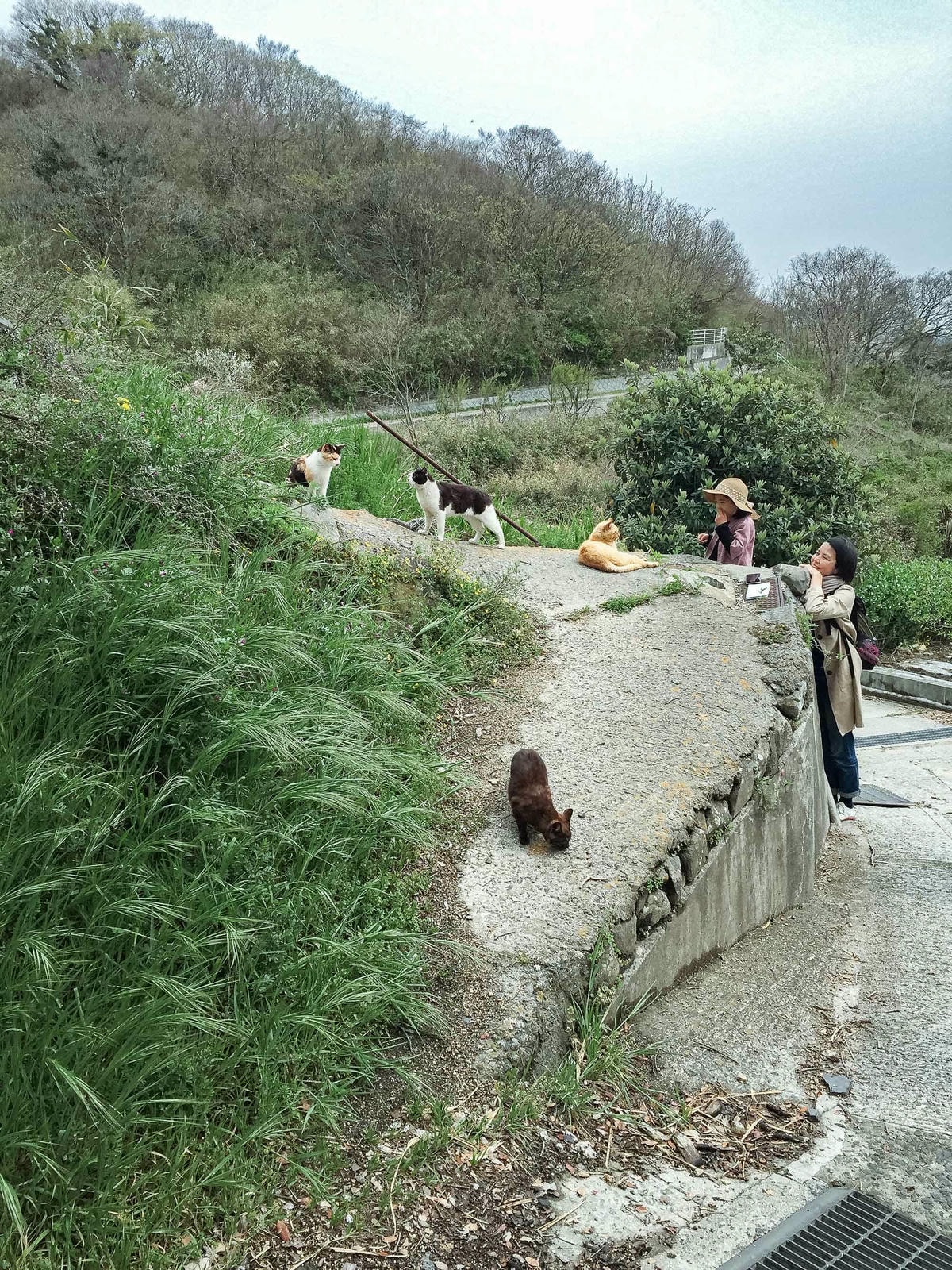 男木島-貓