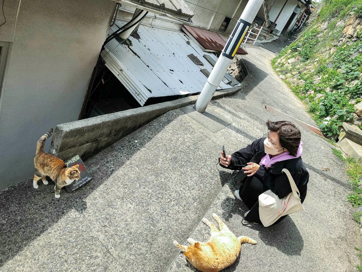 男木島-貓