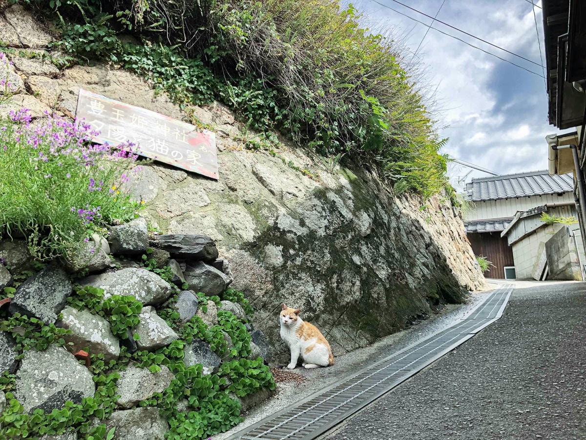 男木島-貓