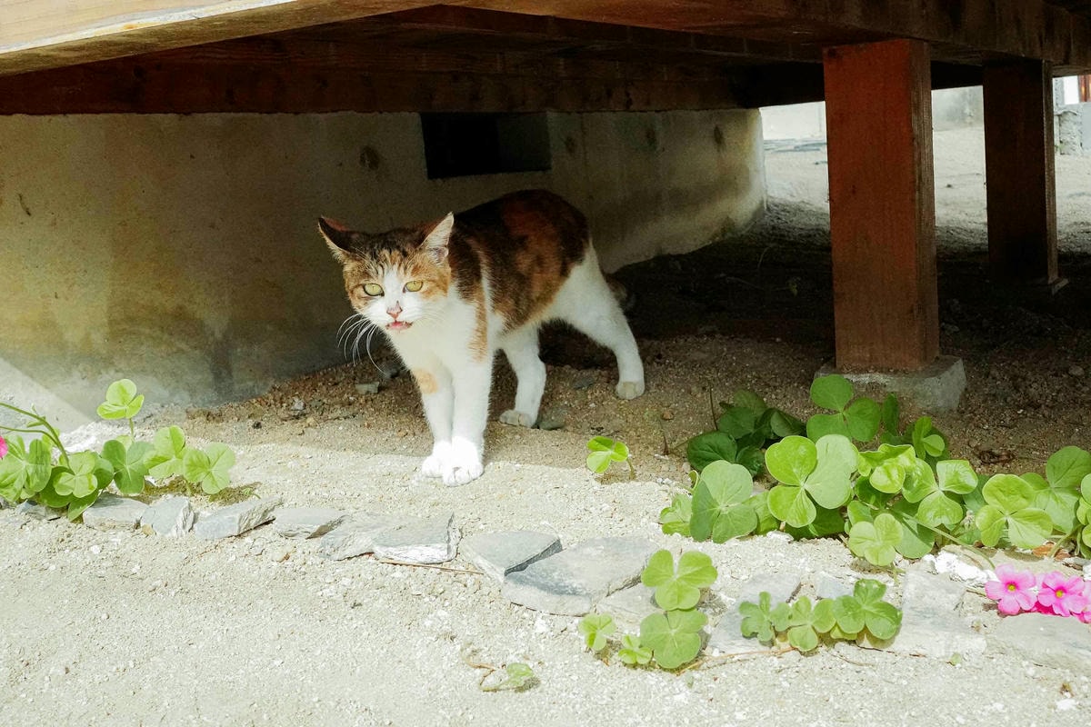 魚干庵