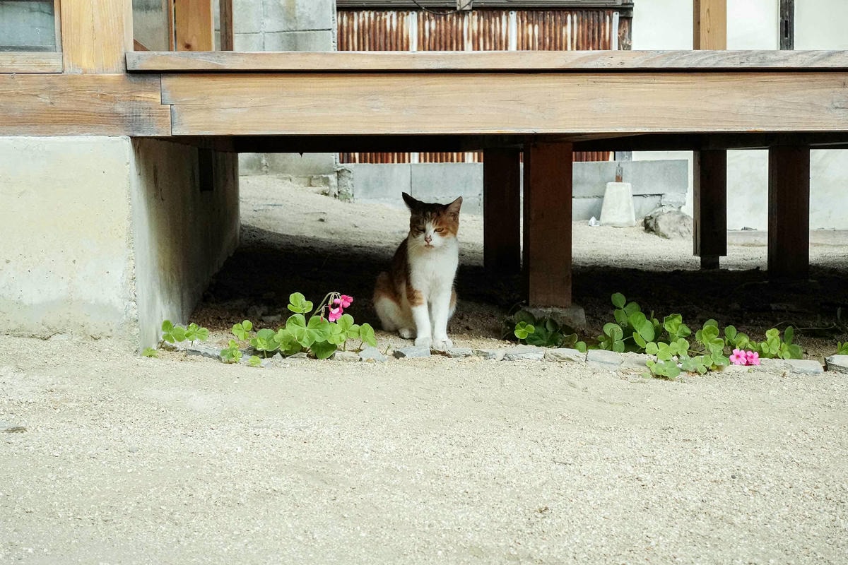 魚干庵